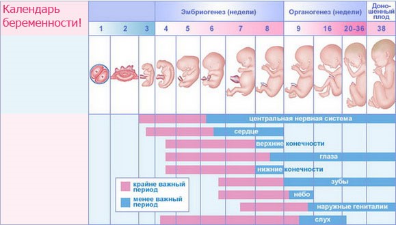 Девушка На 4 Месяце Беременности Фото